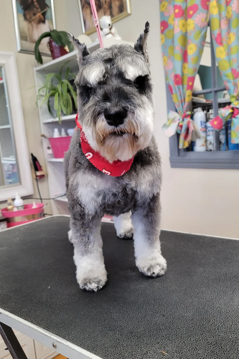 Dog 1