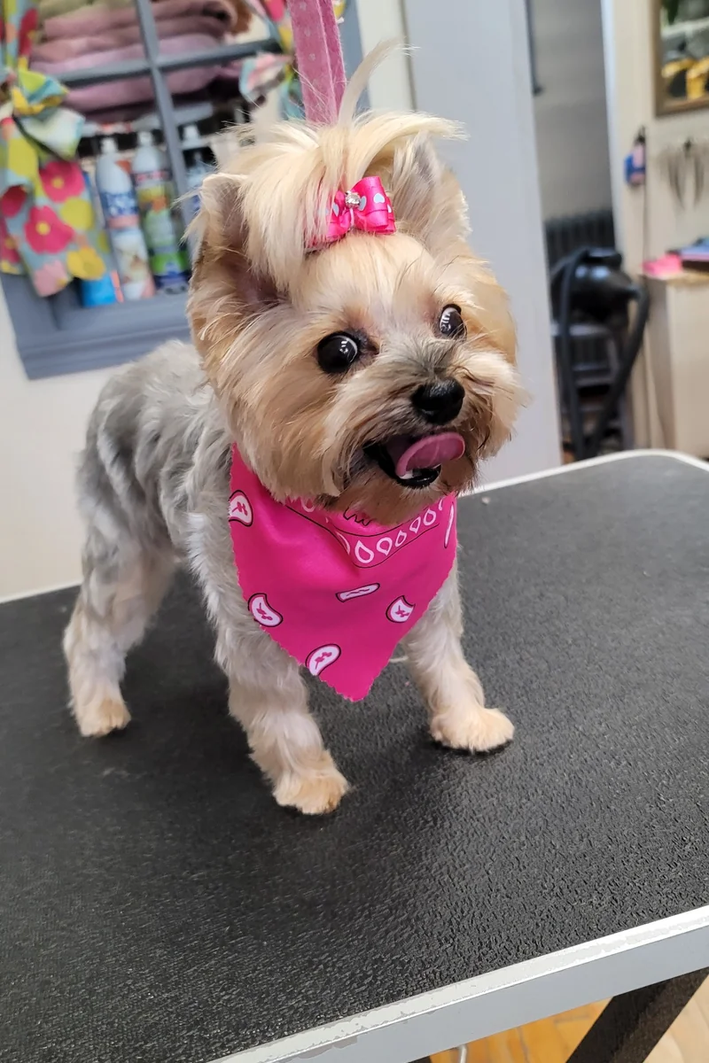 Dog 2