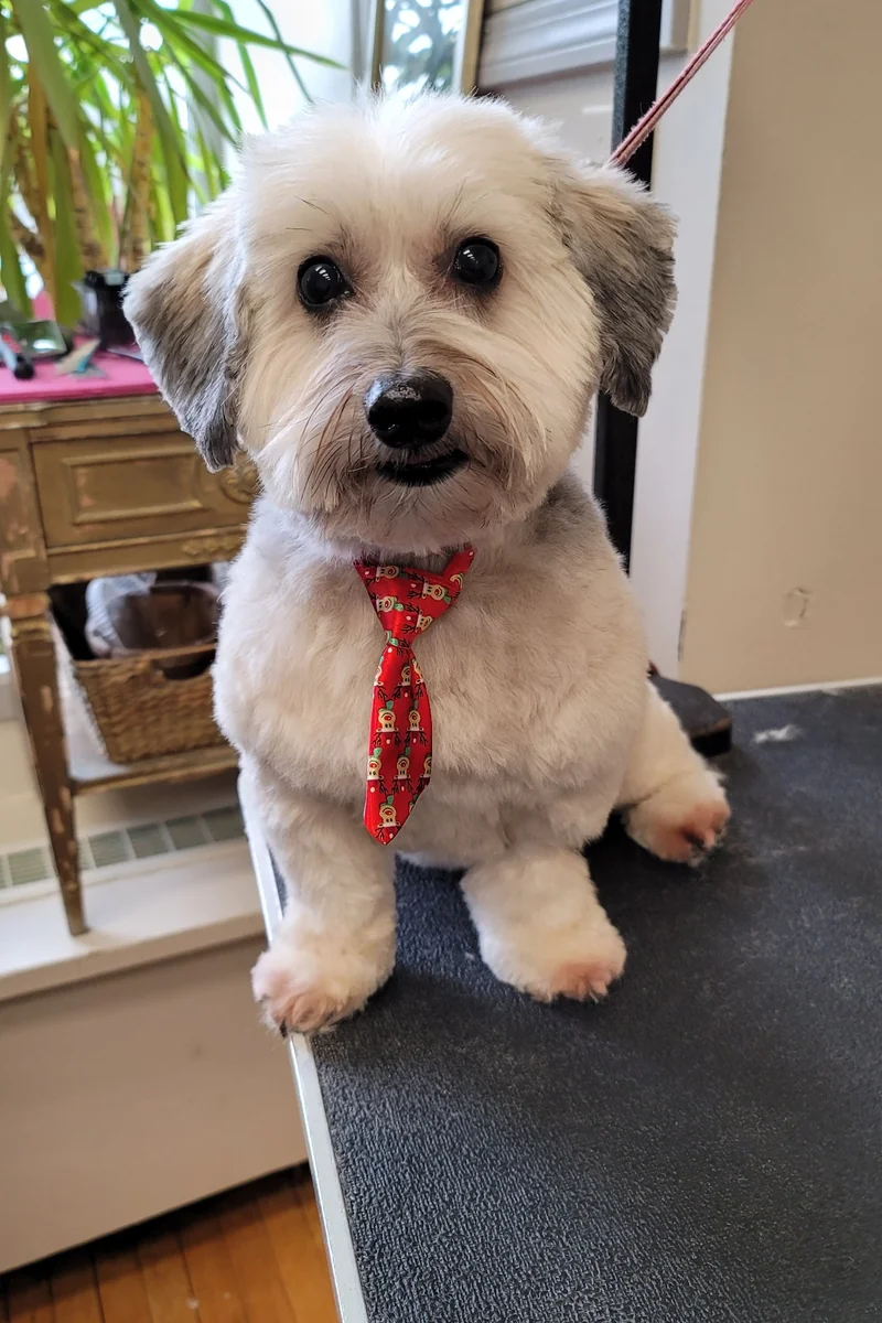 Dog 3