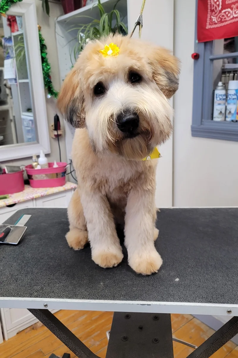 Dog 9